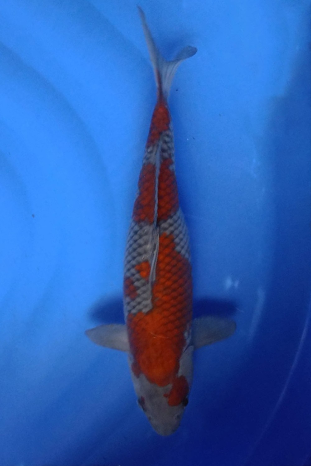 Juara 2