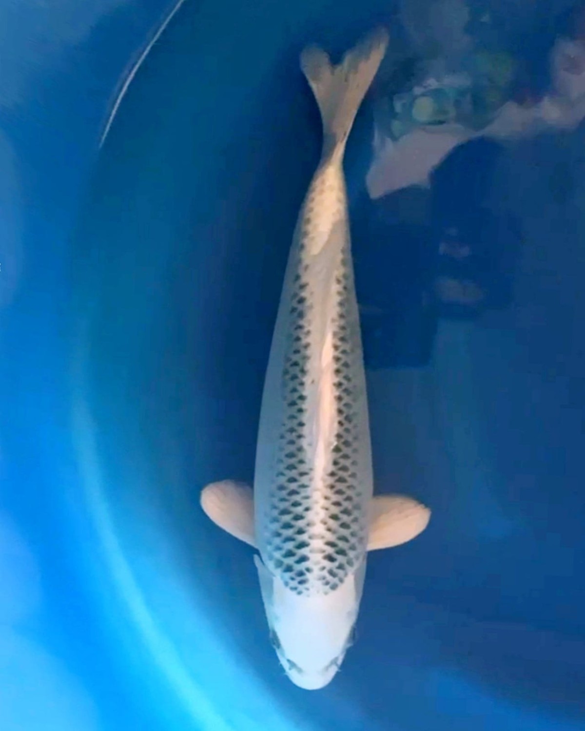 Juara 1