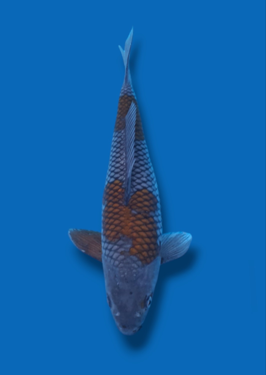 Juara 1