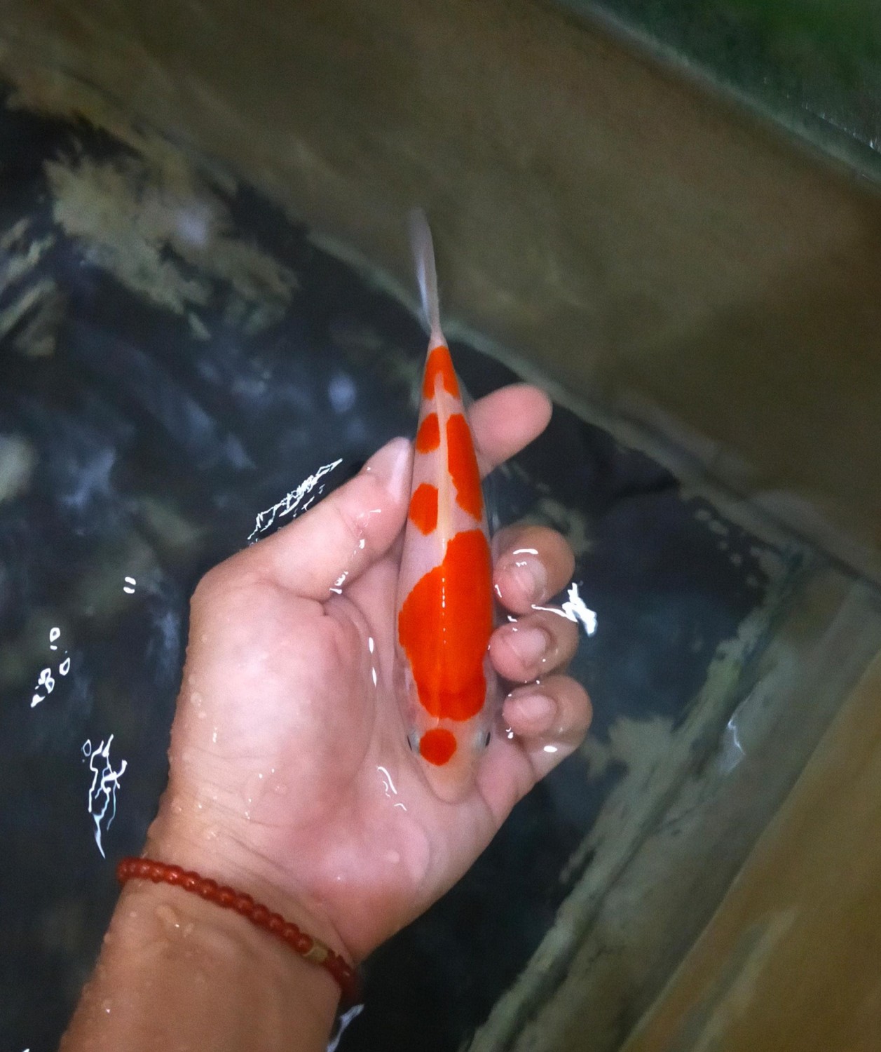 Best In Size A 13 - 15 cm
