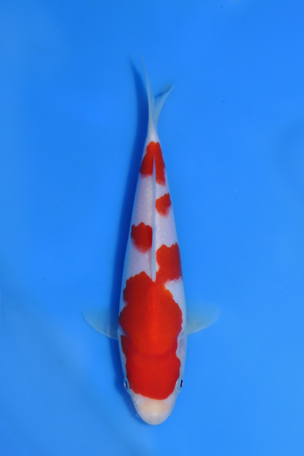 Juara 3