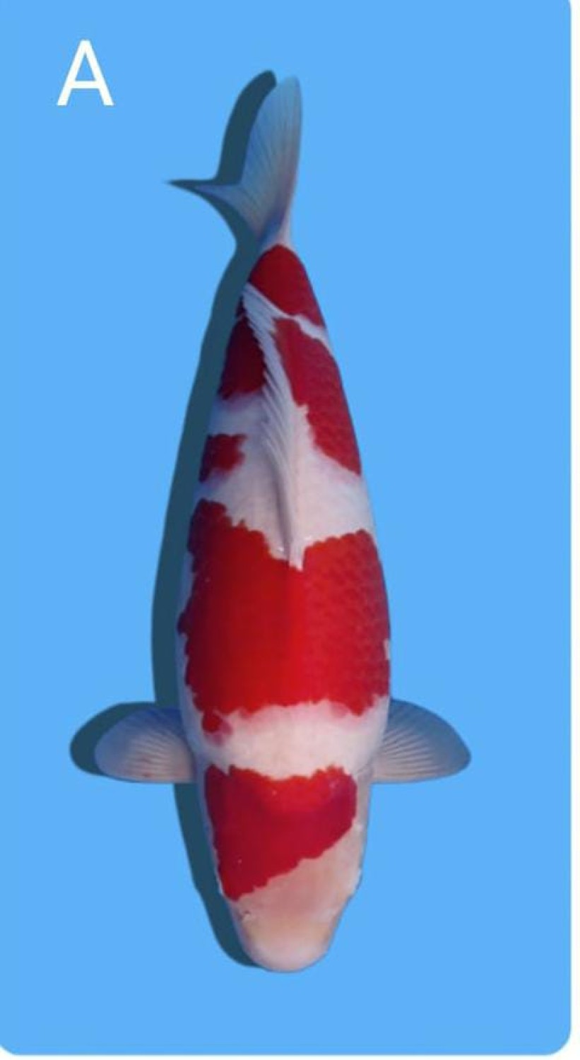 Juara 1