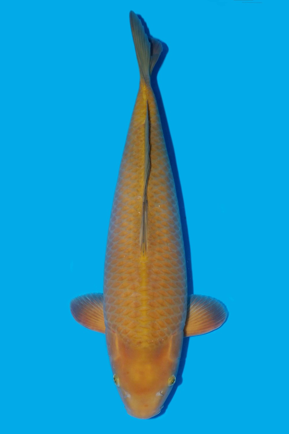 Juara 3