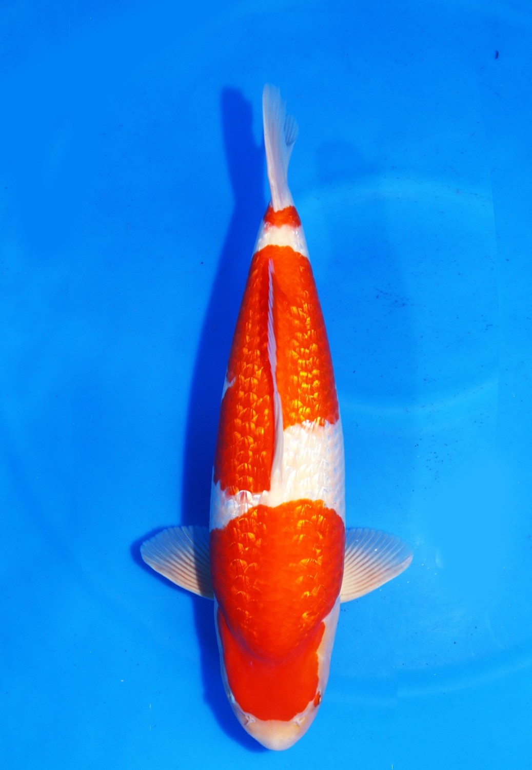 Juara 1
