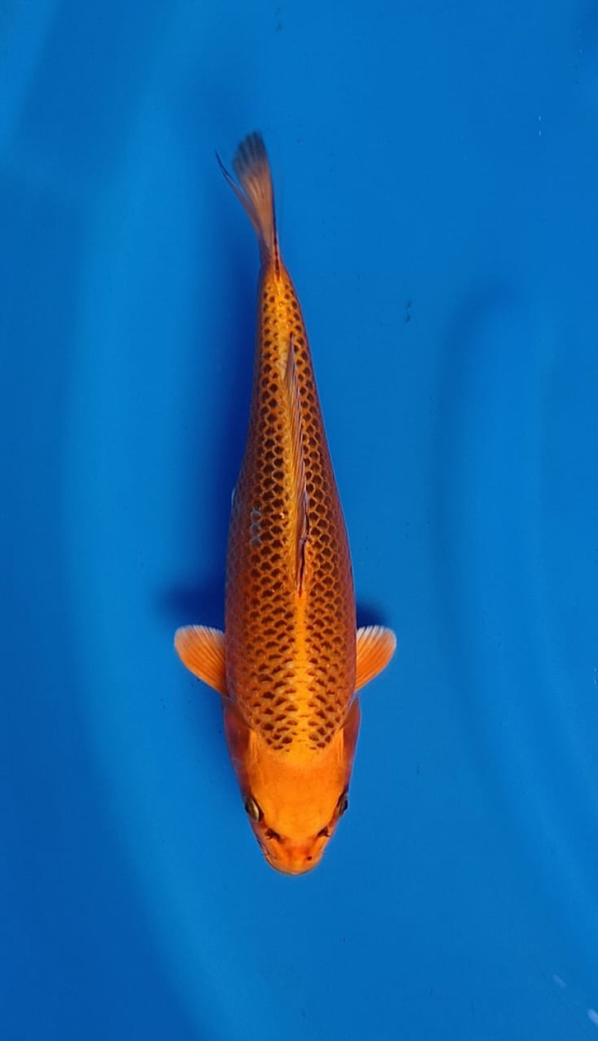 Juara 4