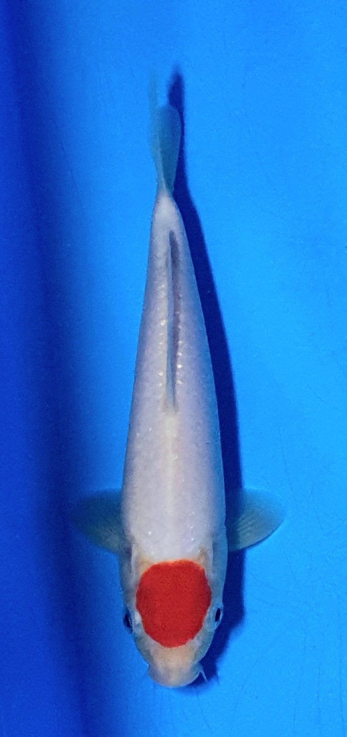 Juara 2