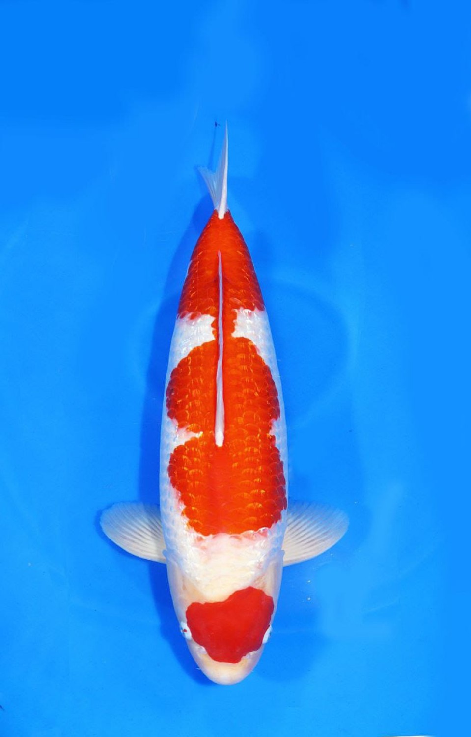 Juara 2
