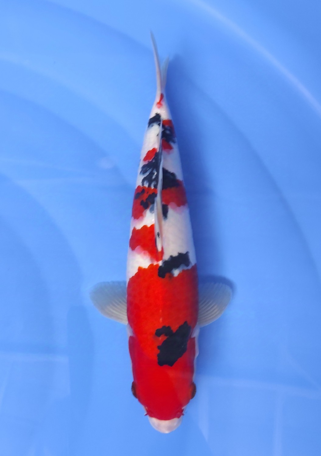 Juara 4