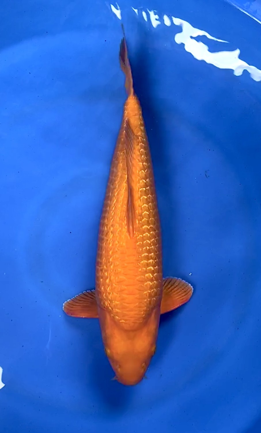 Juara 1