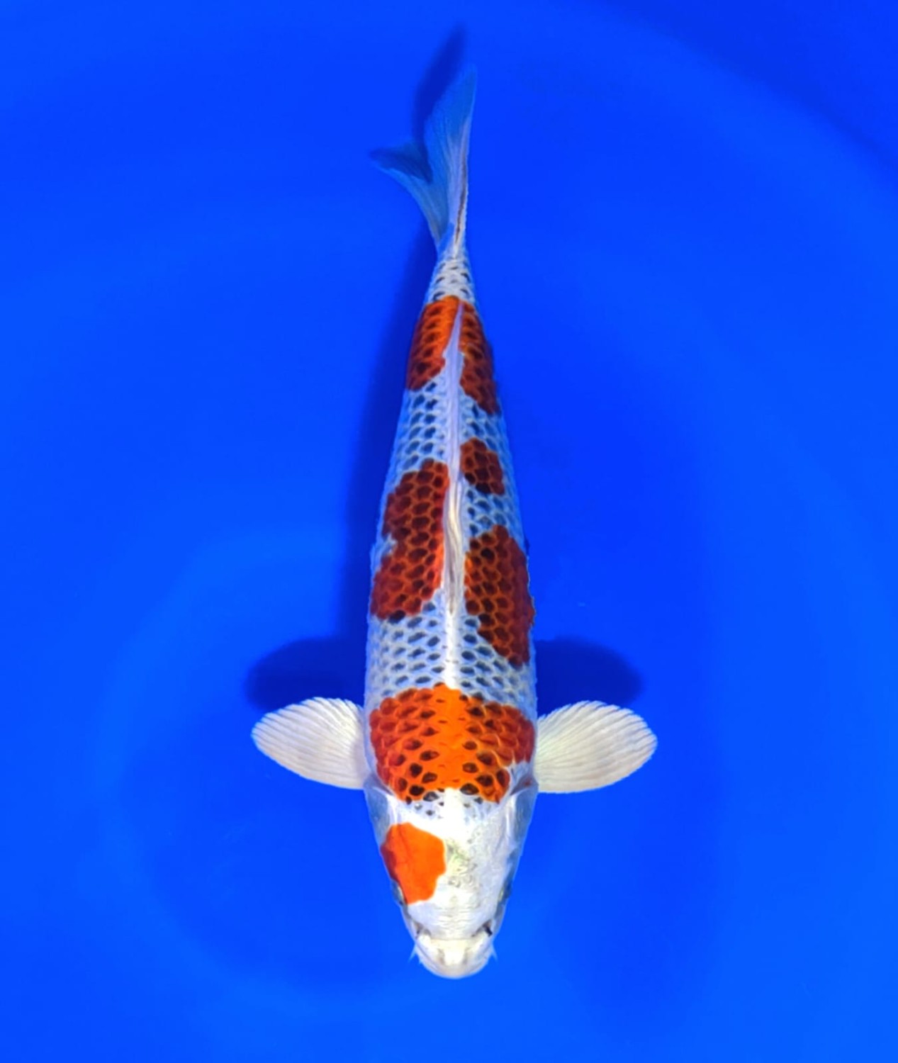 Juara 1