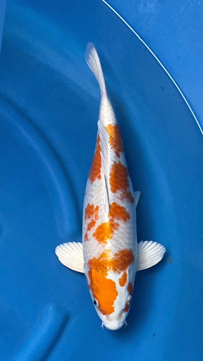 Juara 2