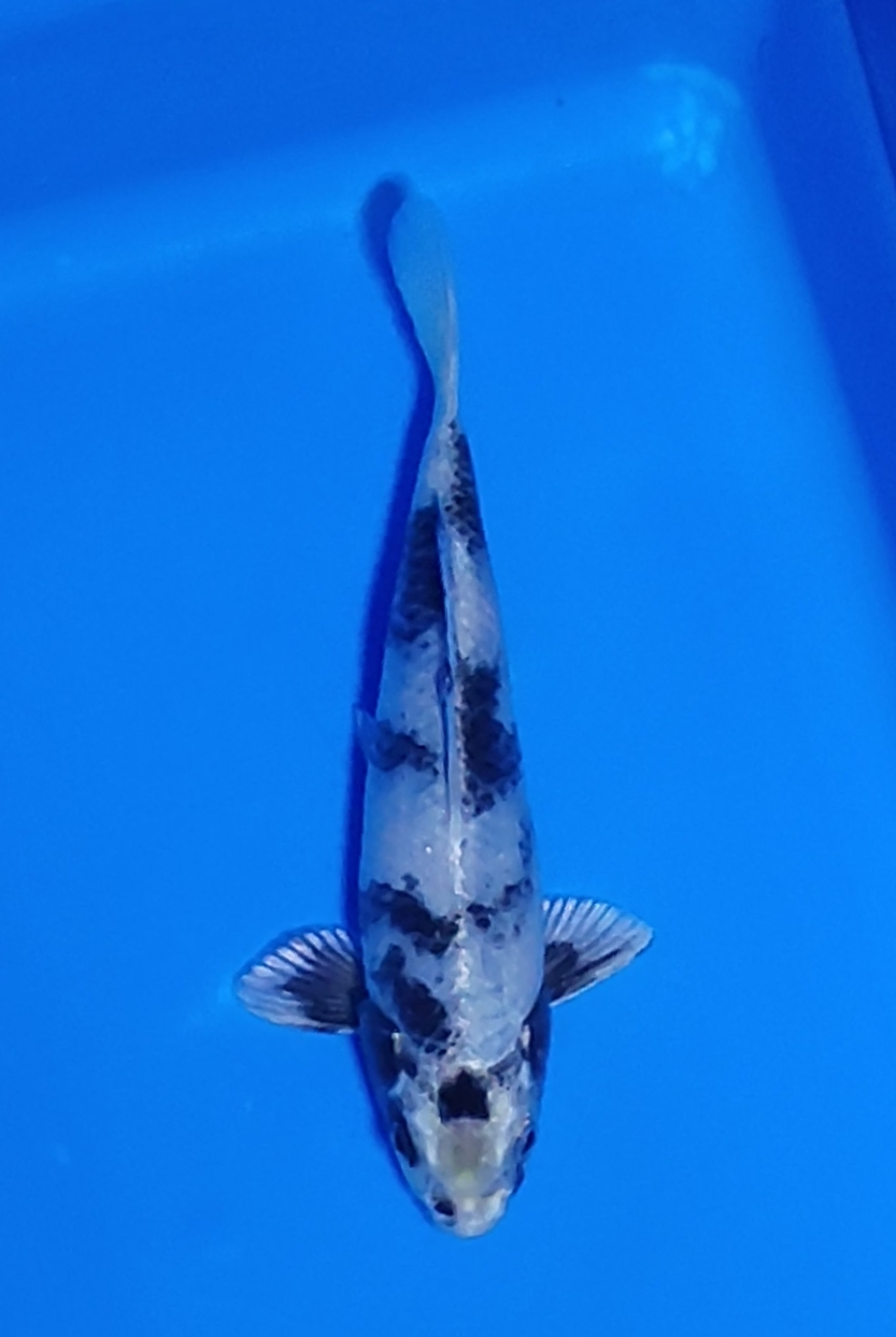 Juara 2