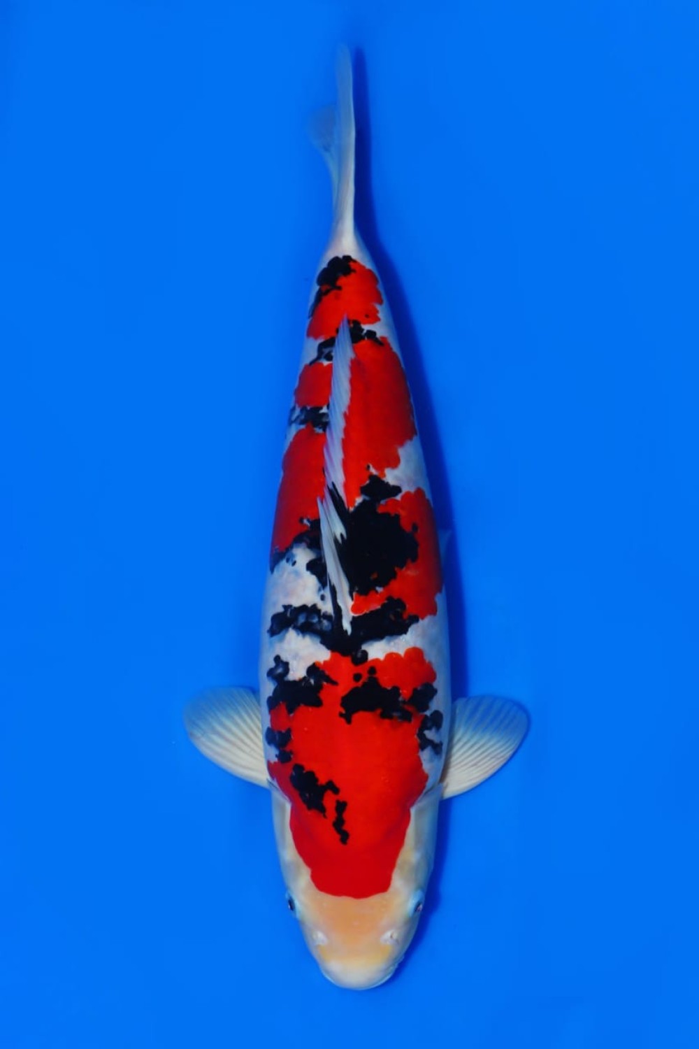Best In Size A 46 - 50 cm