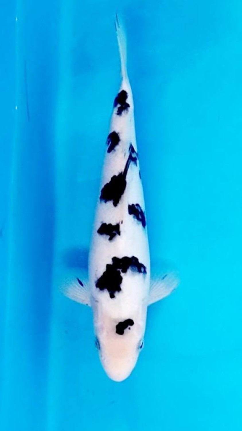 Juara 2