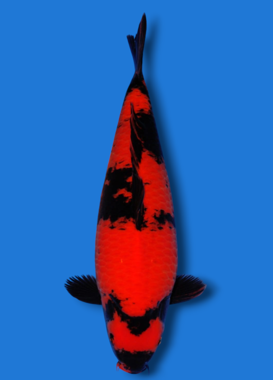 Juara 1