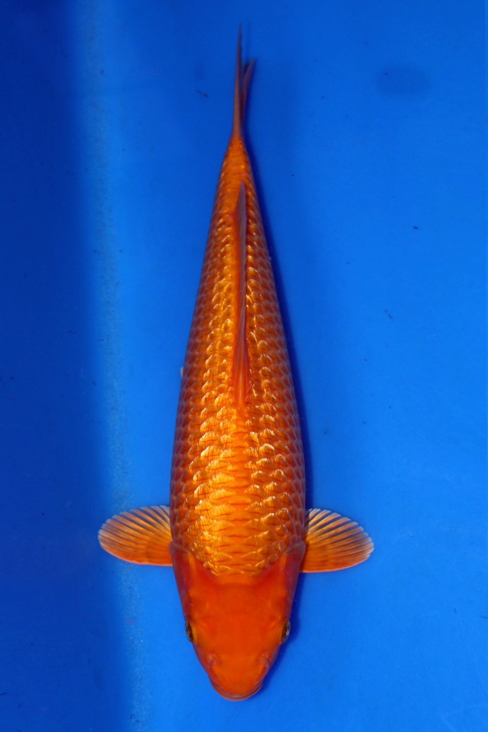 Juara 1