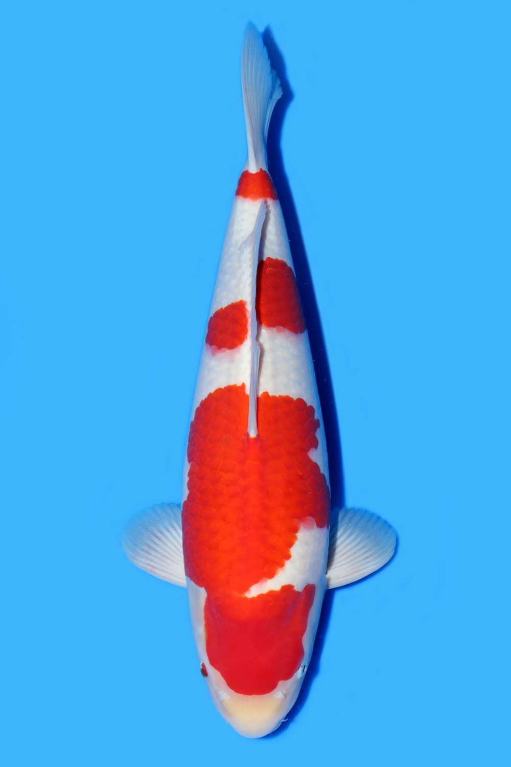 Juara 1