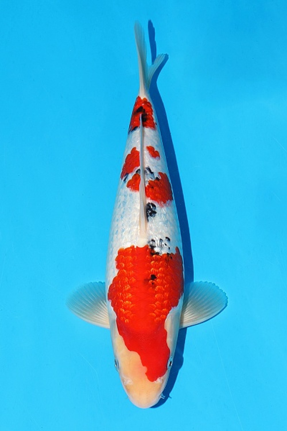 Juara 3