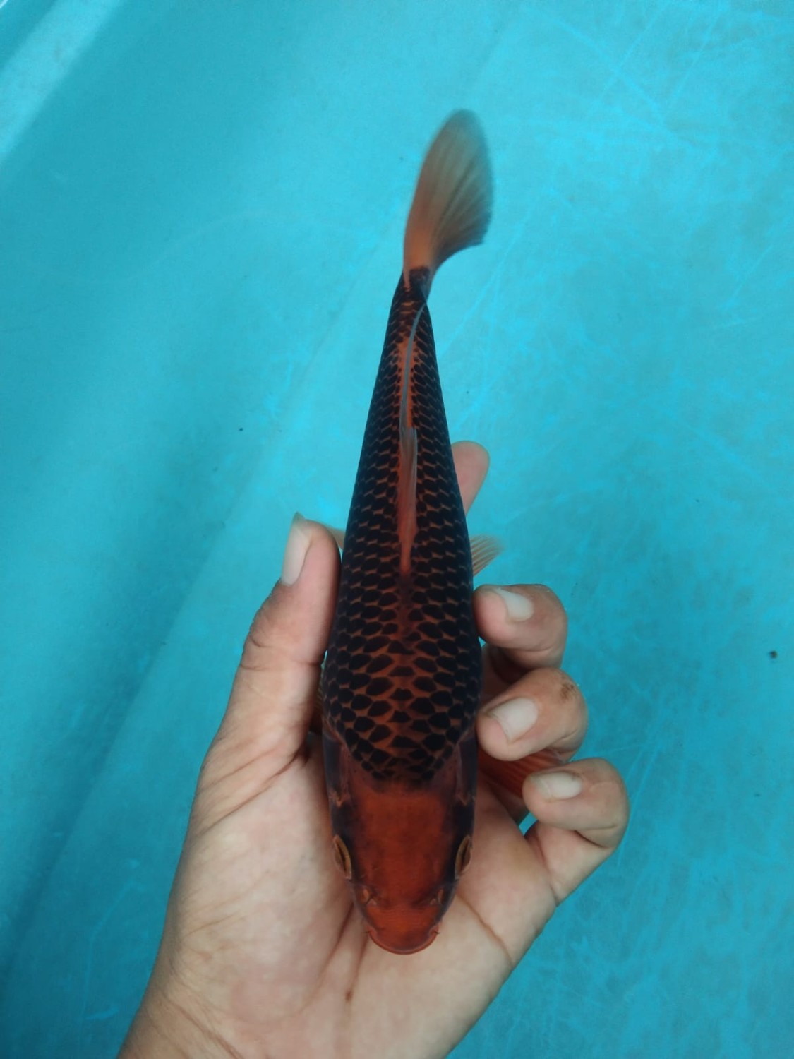 Juara 2