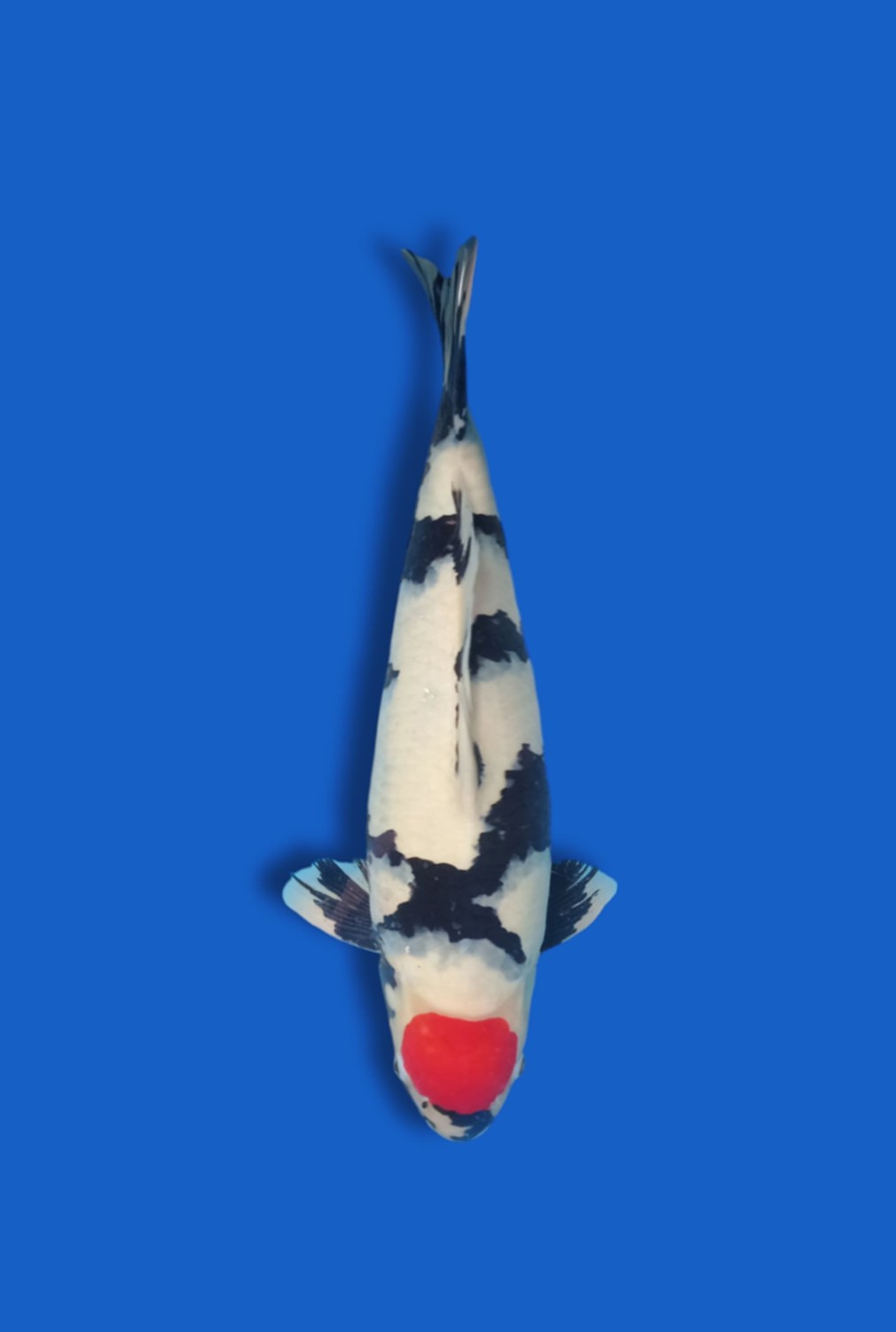 Juara 5