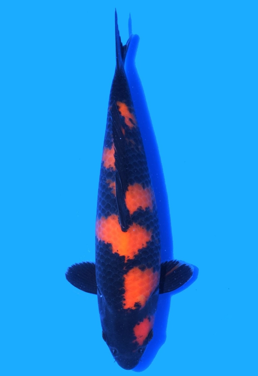 Juara 1
