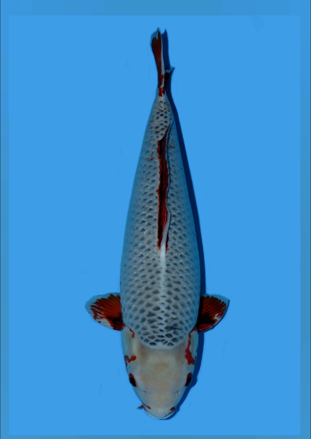 Juara 1