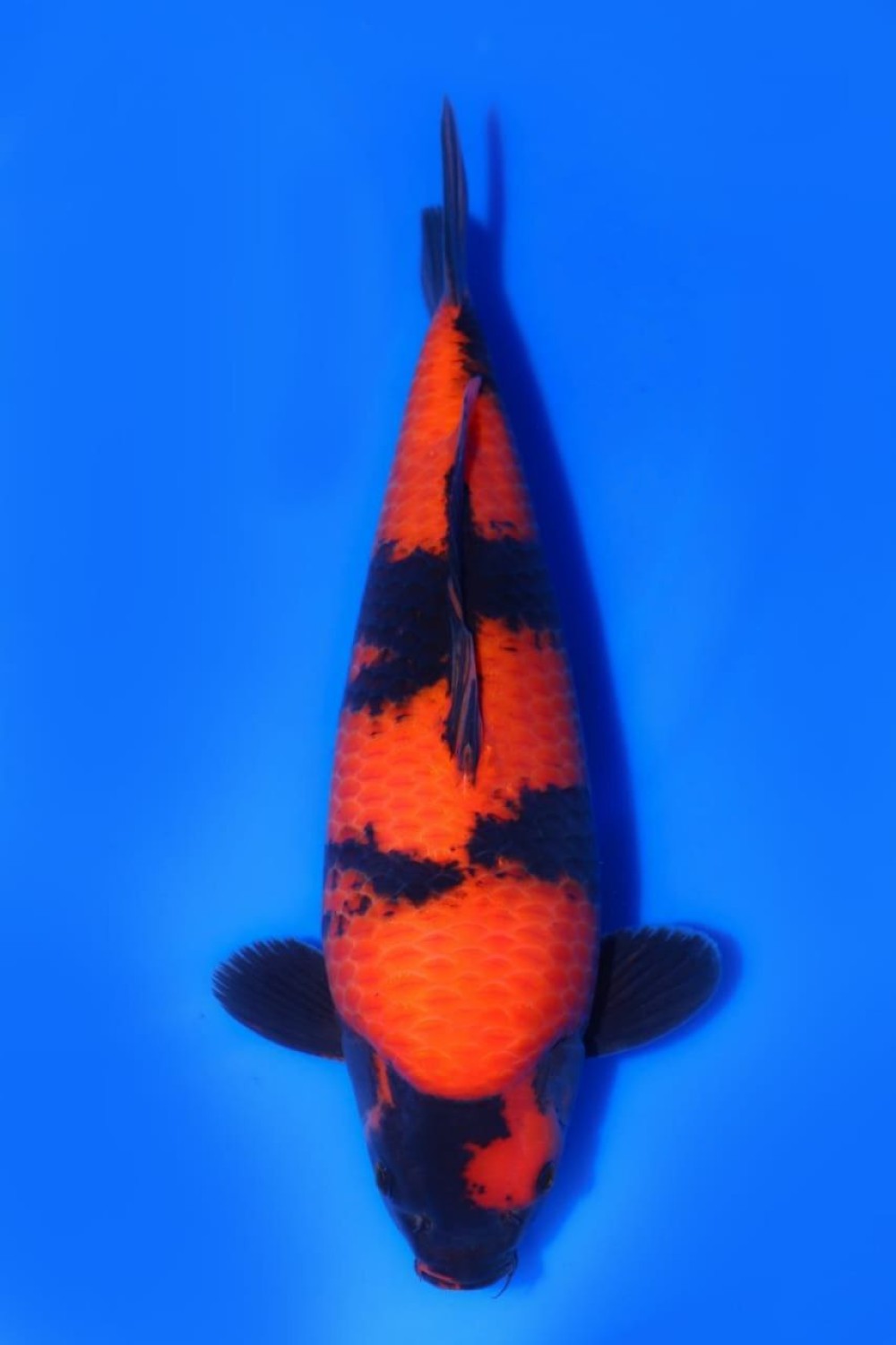 Juara 1