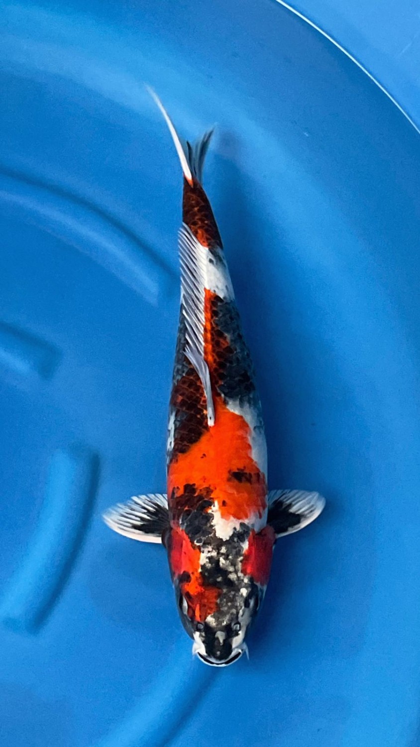 Juara 1