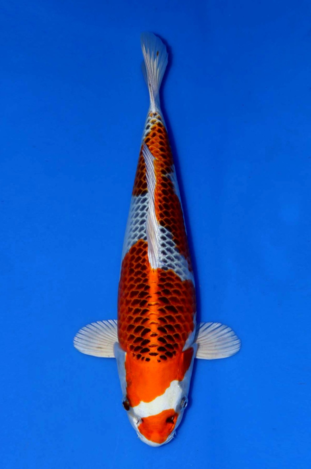 Juara 1