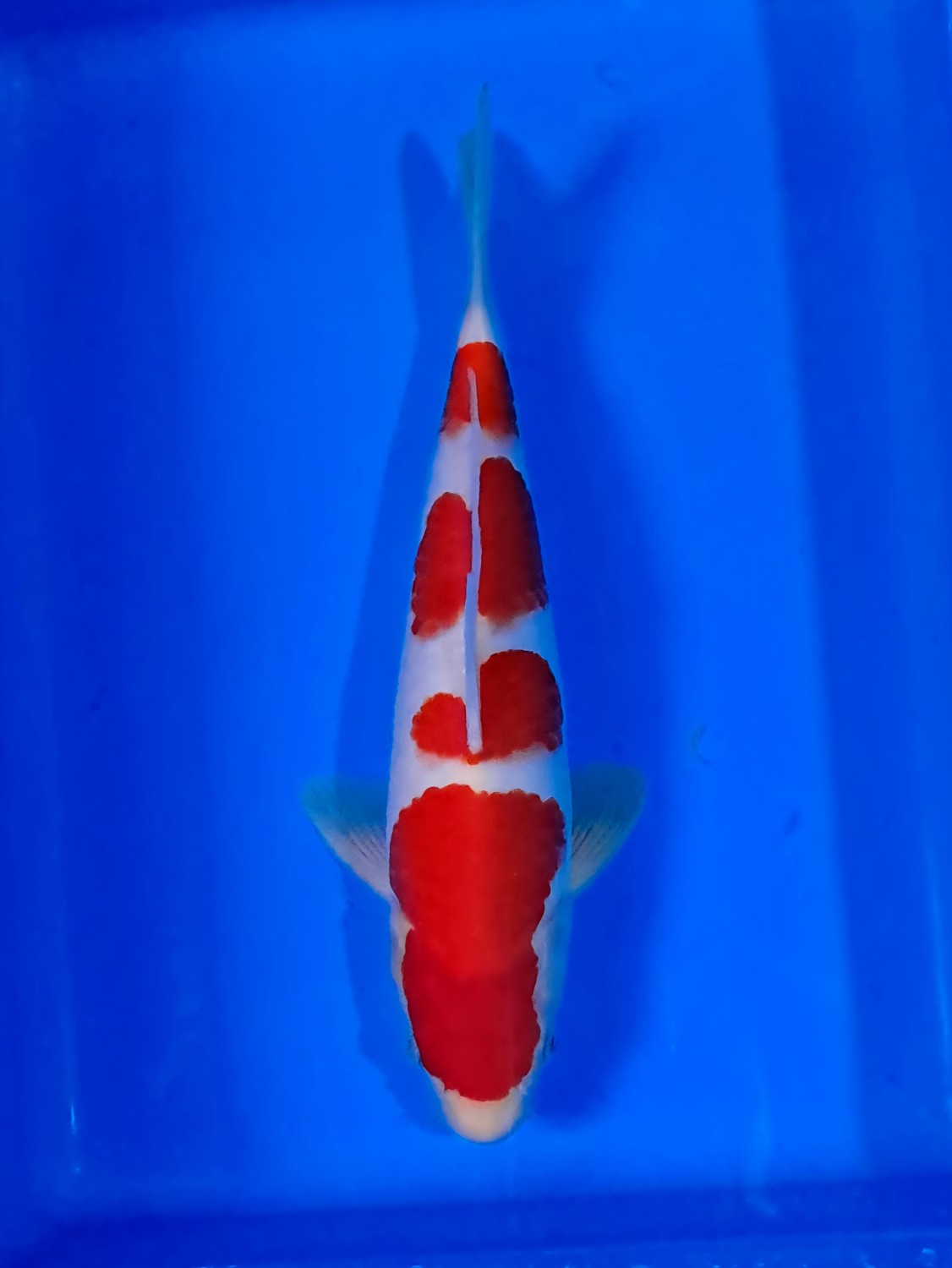 Juara 1