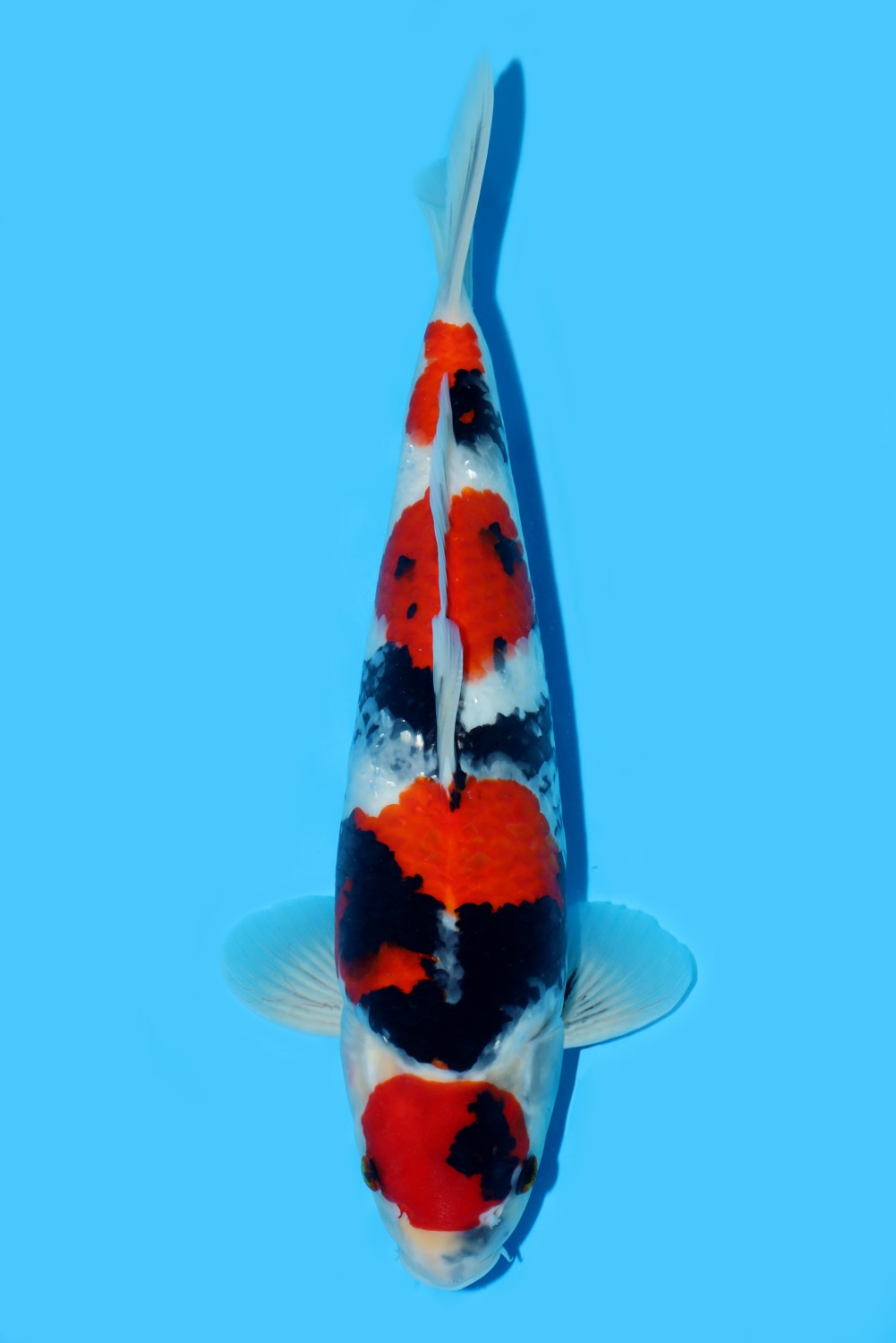 Juara 1