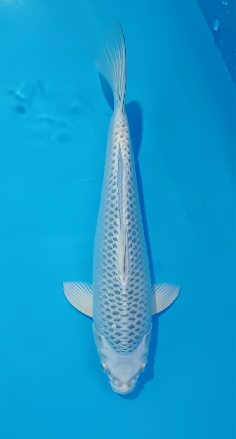 Juara 2