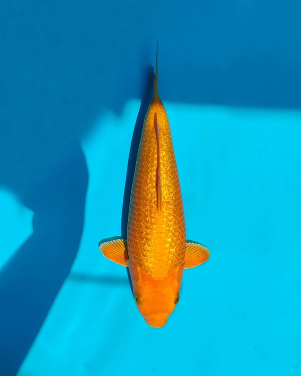Best In Size E 36 - 40 cm