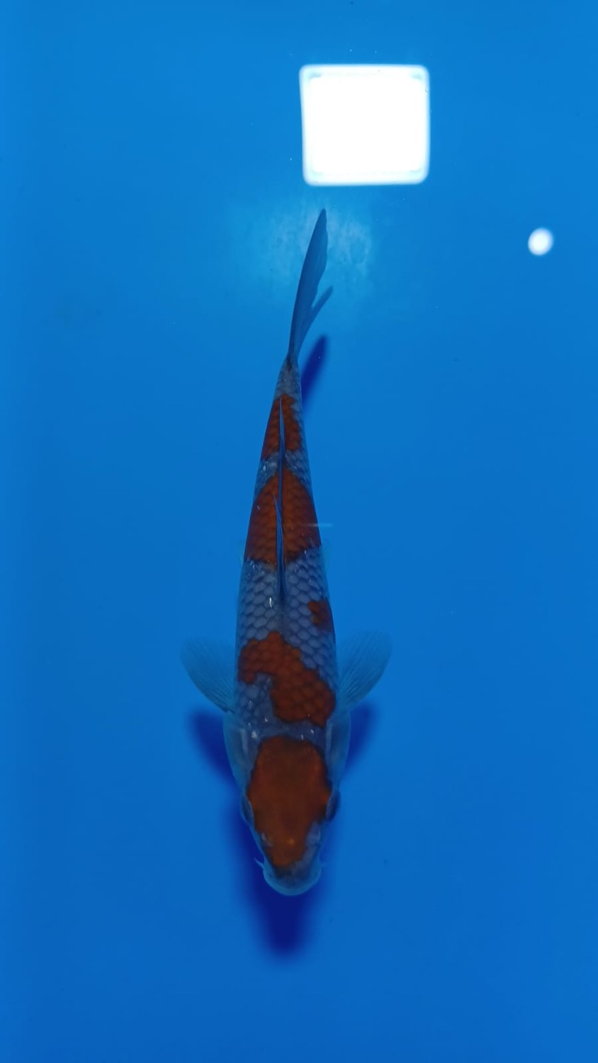 Juara 1
