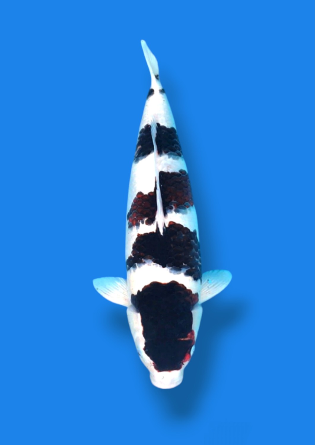 Juara 2