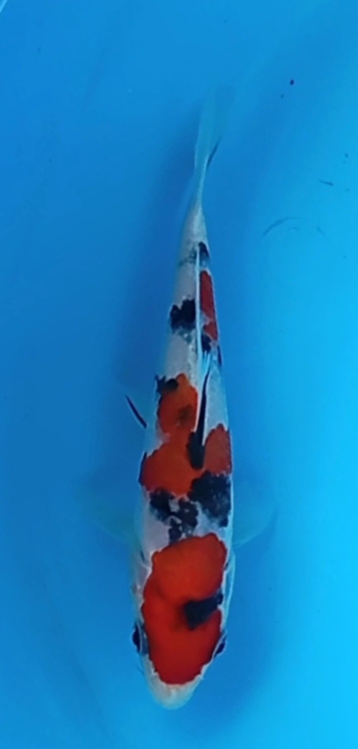 Juara 5