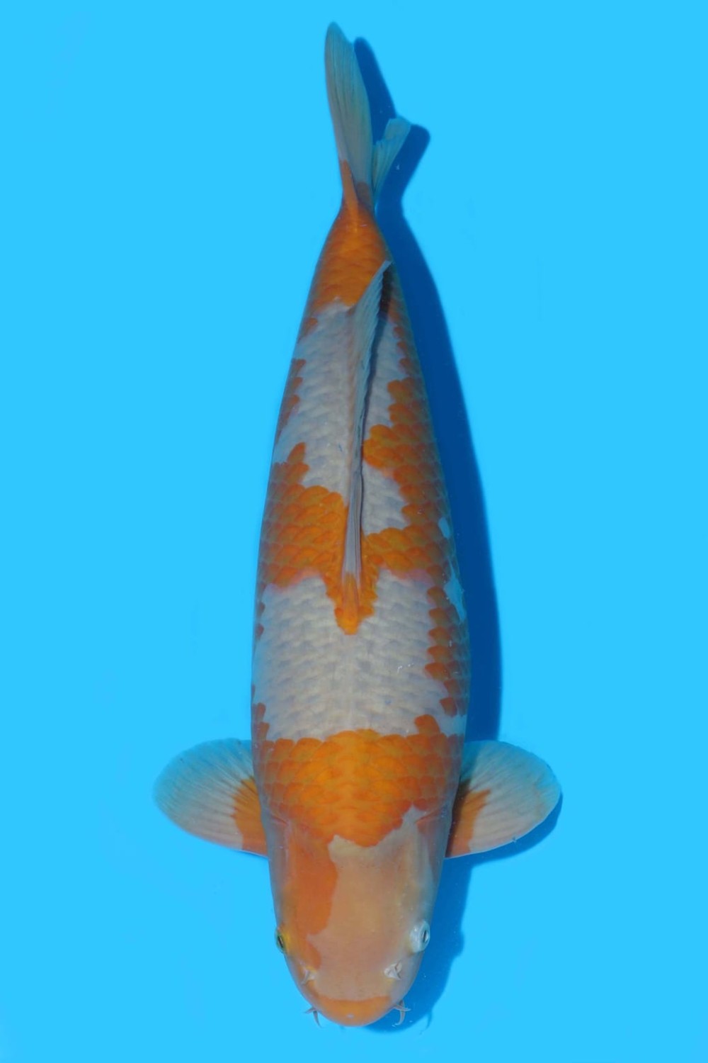 Best In Size C 51 - 55 cm