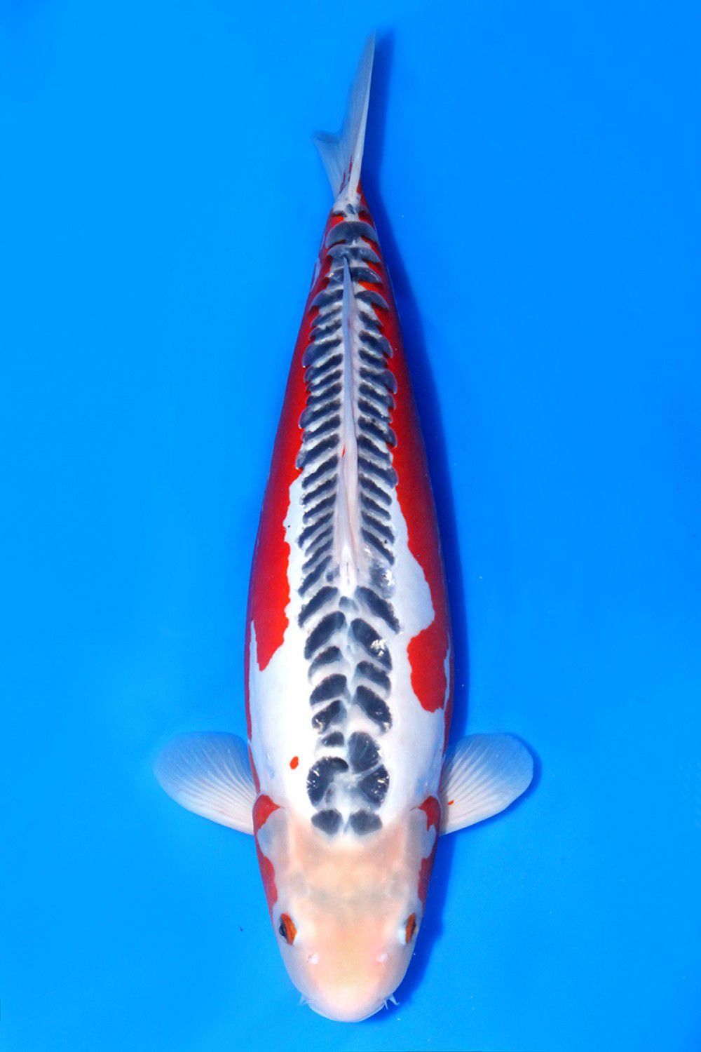 Juara 1