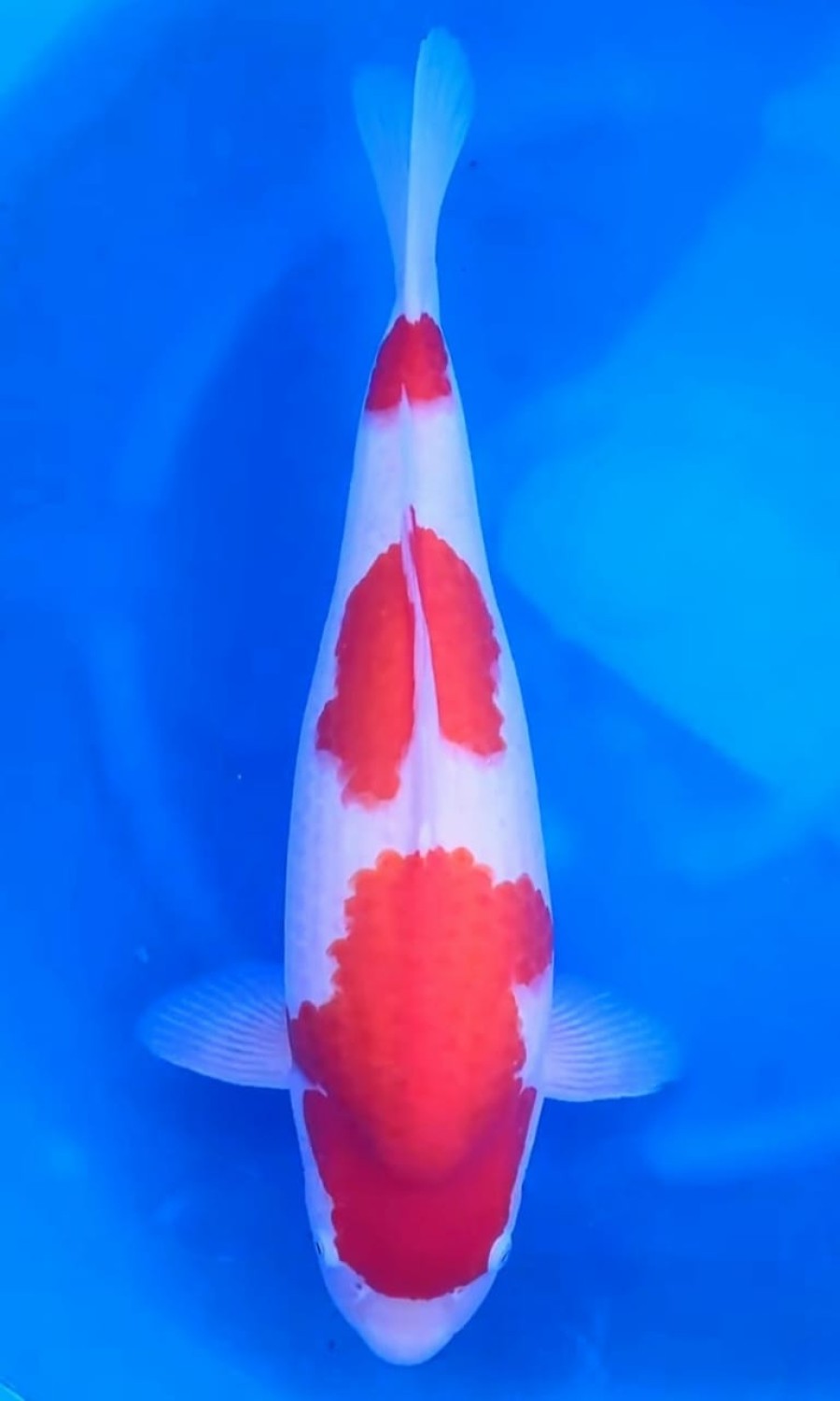 Juara 3