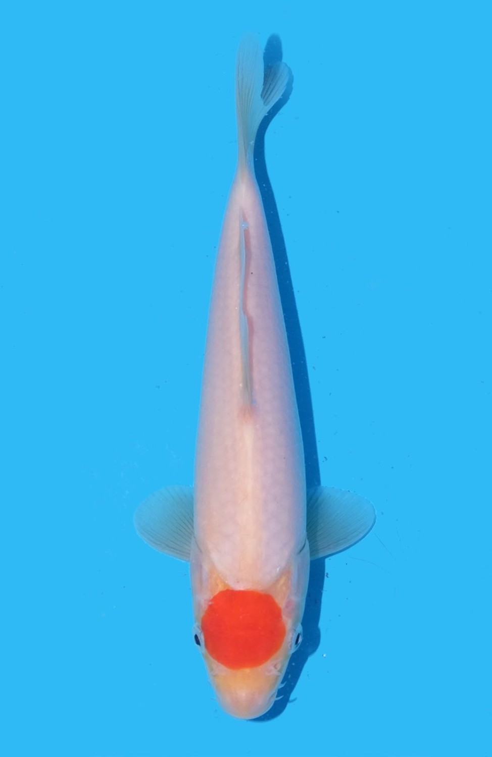 Juara 5