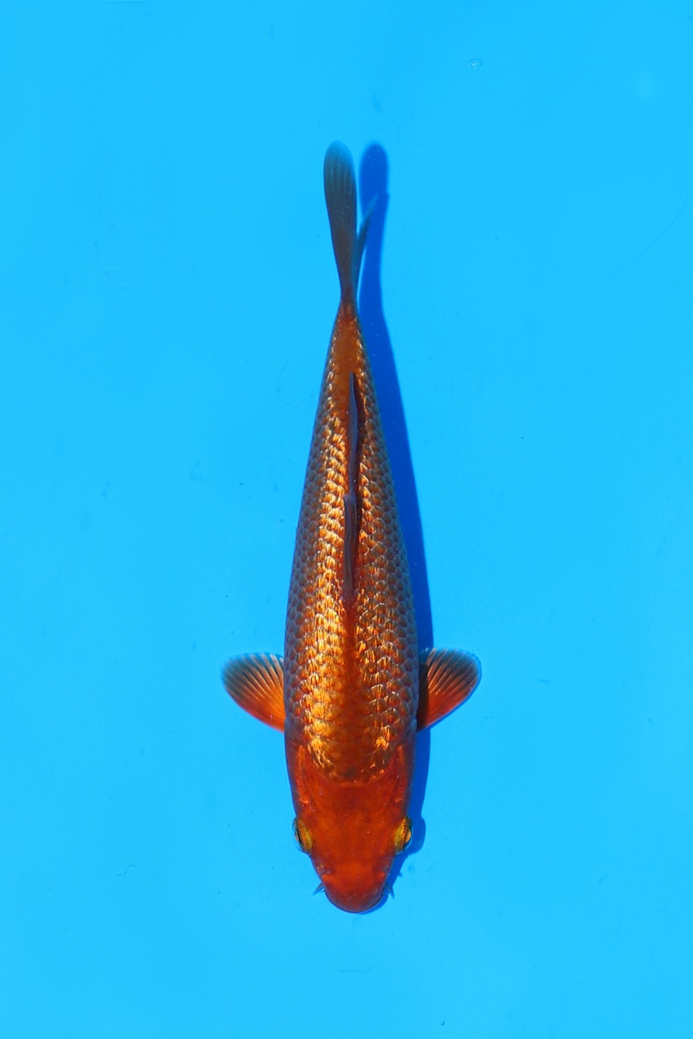 Best In Size E 16 - 20 cm