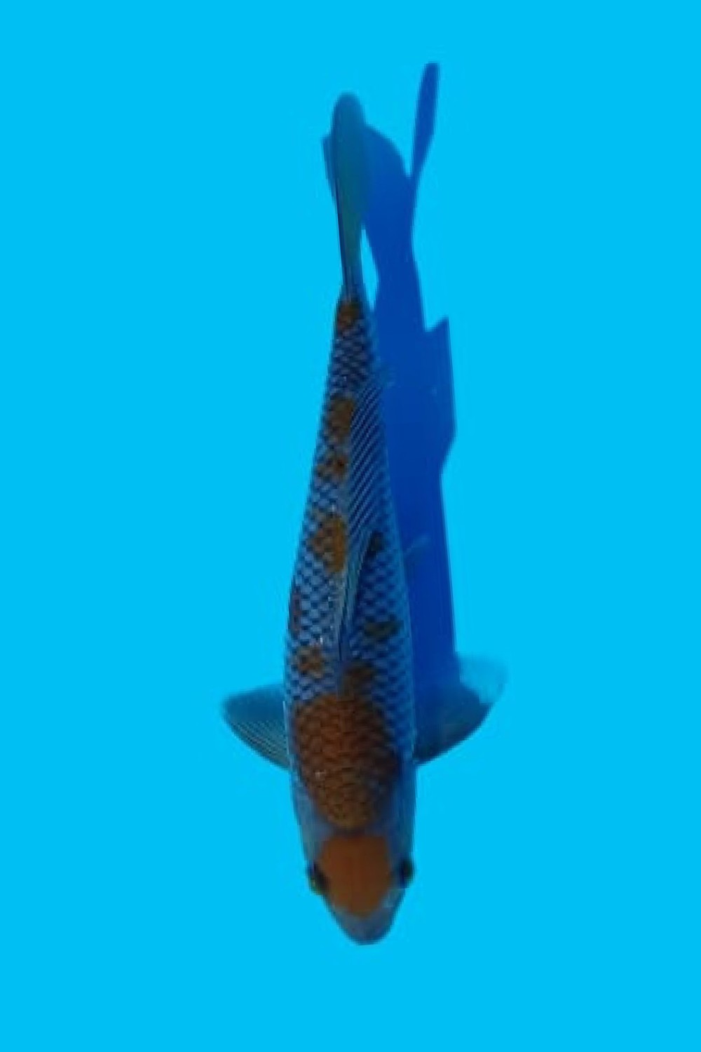 Juara 1