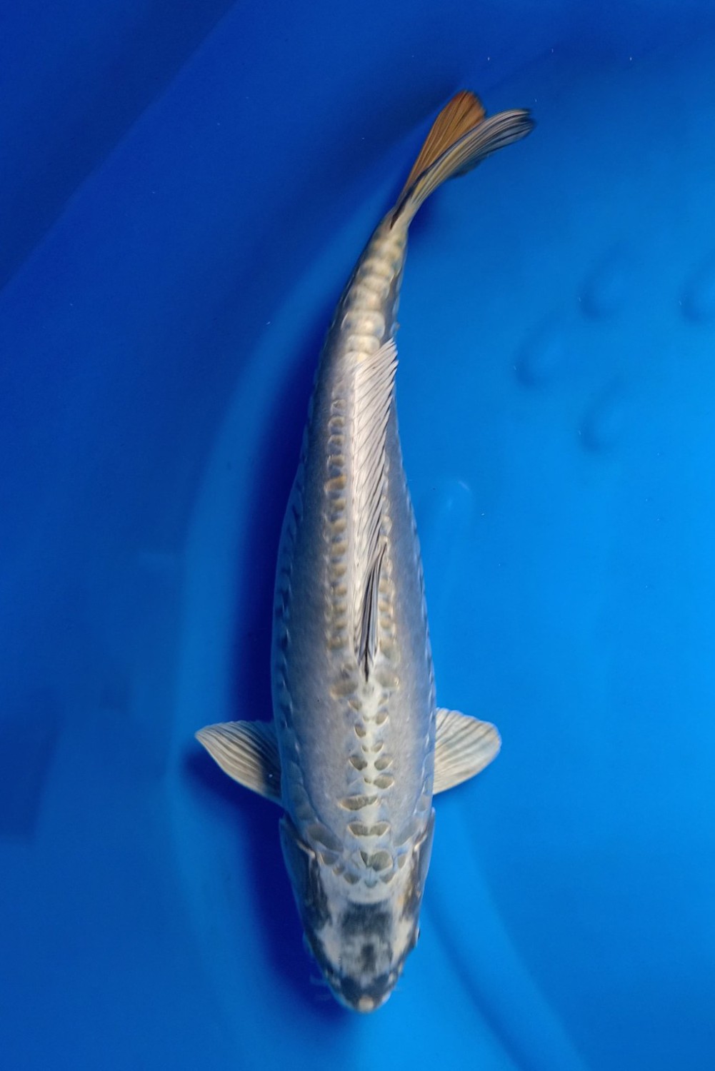 Juara 1