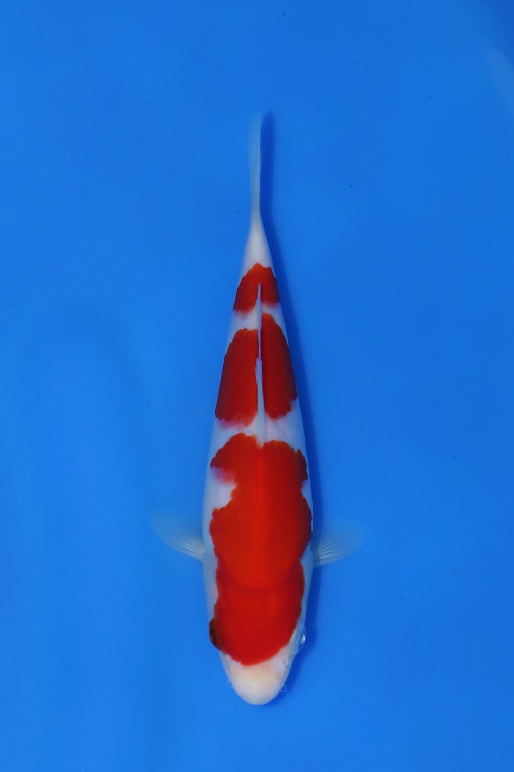 Juara 5