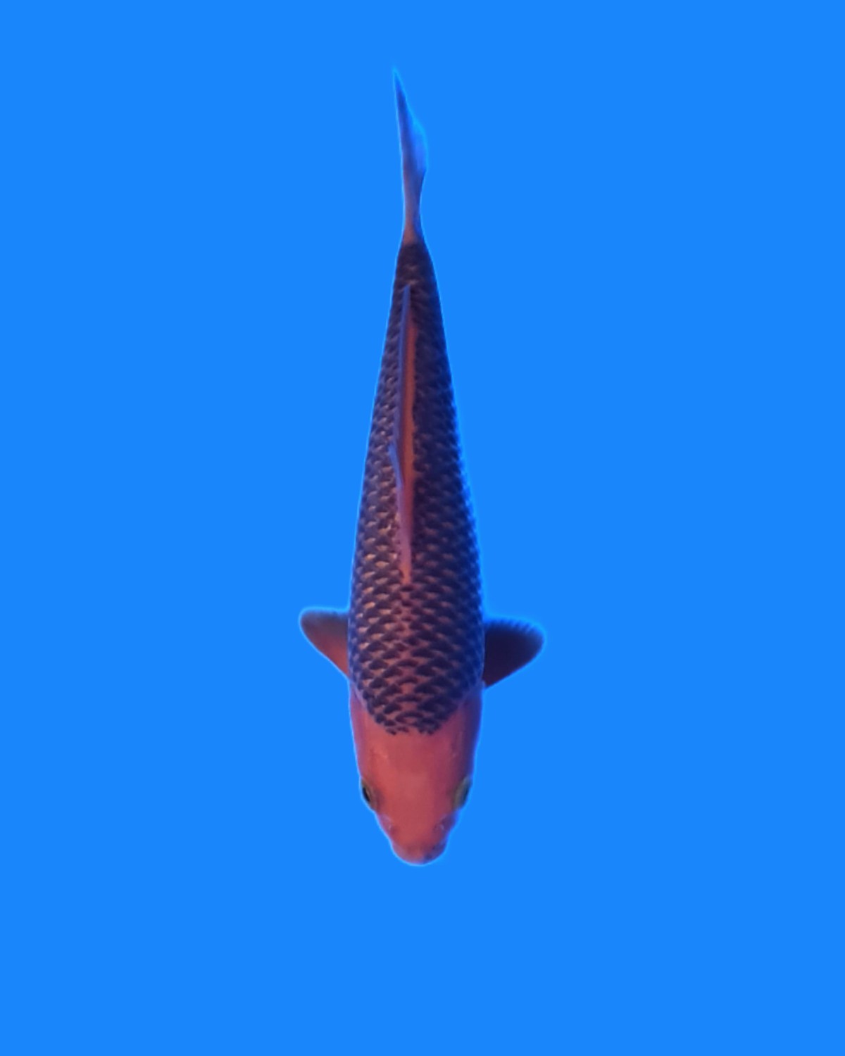 Juara 1