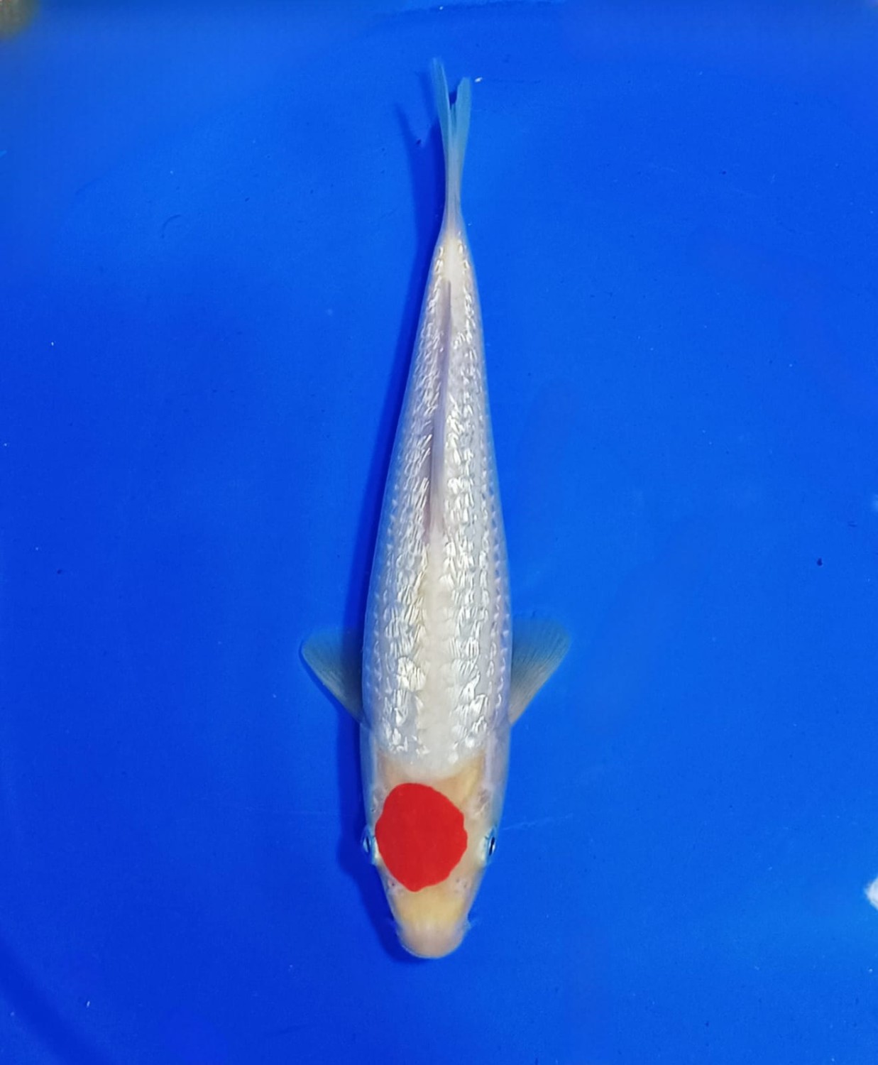Juara 5