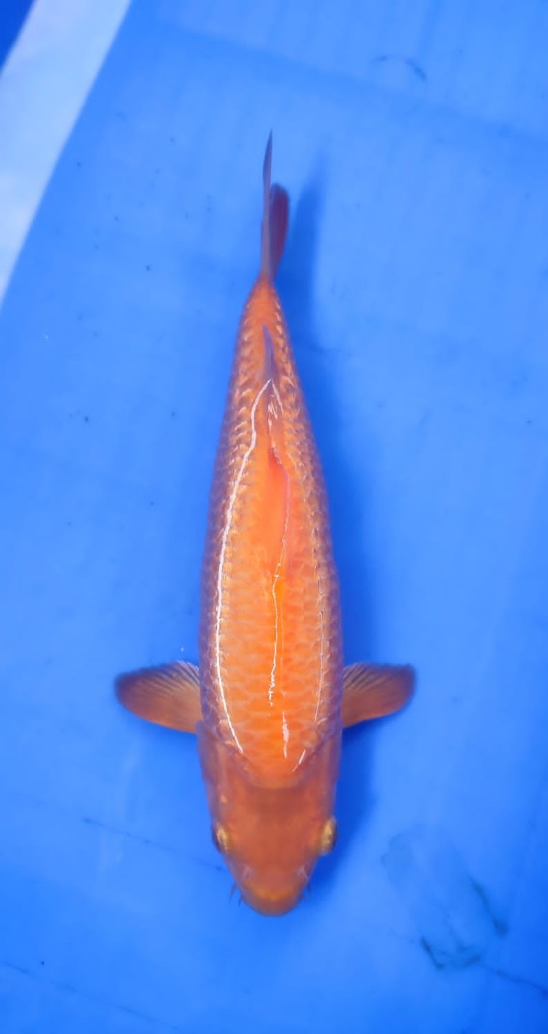 Juara 5