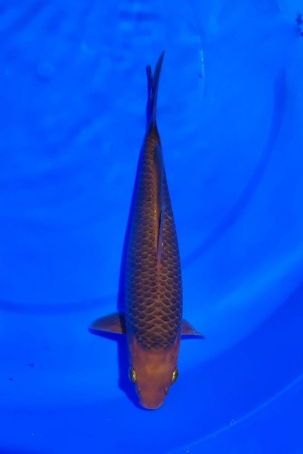Juara 2