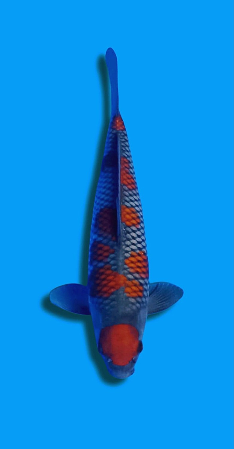 Juara 2