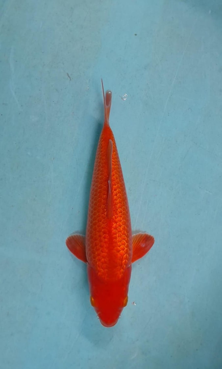Juara 1